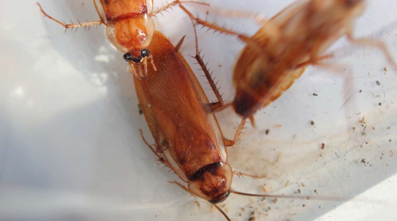 The Top 4 Definite Signs That You Have A Roach Infestation roach infestation