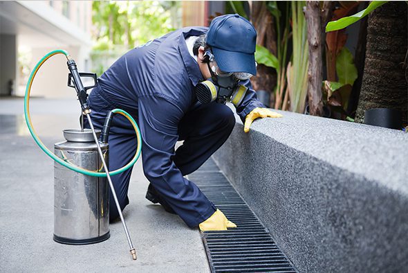 Things To Know About Pest Controllers
