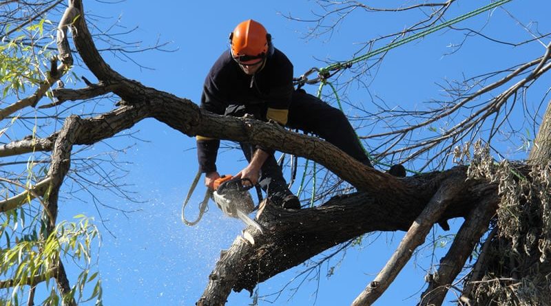 Protect Yourself By Hiring A Professional Tree Surgeon
